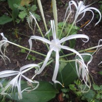 Hymenocallis caribaea (L.) Herb.